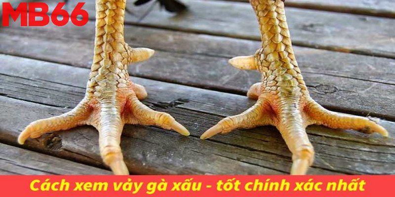 Bí quyết xem vảy gà linh chuẩn từ các sư kê